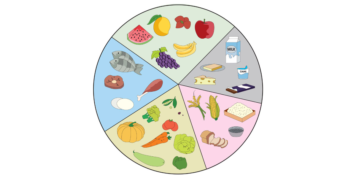 circle diagram divided in fruits, vegetables, proteins, grains and dairy